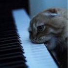 ГрафиняХоэнхайм